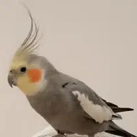 عروس هلندی گمشده