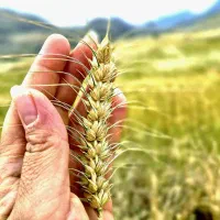 فروش گندم دیم