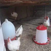 خروس|حیوانات مزرعه|درگهان, |دیوار