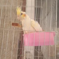 عروس هلندی سرلاکی و دانه خور