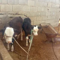 فروش گاو گوساله نر