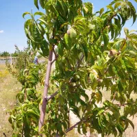 فروش ومعاوضه زمین ویلایی ۴۵۳متر مزرعه