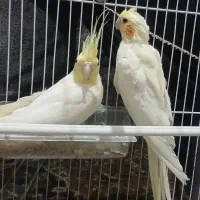 عروس هلندی نرو ماده بالغ