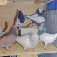 کله ،سینه|پرنده|مشهد, امام خمینی|دیوار