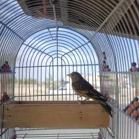 سهره قناری نر جوجه امسال