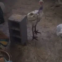 جوجه لاری