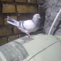 کفتر|پرنده|باخزر, |دیوار