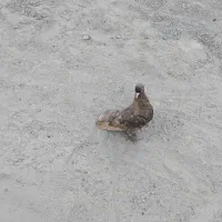 فروش کفتر درجایی