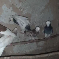 ۳۰ عدد کبوتر فقط یکجا همه باهم چهارتا جوجه هم داره|پرنده|ورامین, خورین|دیوار