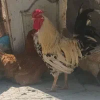 خروس گلین