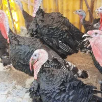 بوقلمون برنز انگلیس|حیوانات مزرعه|خمینی‌شهر, |دیوار