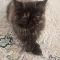 پرشین یک ساله