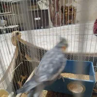 انواع پرنده عروس،کوتوله، مرغ عشق ، دستی و غیر دستی|پرنده|مشهد, تربیت (صدف)|دیوار