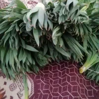 گولک چریش سرش