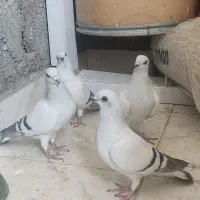 پرنده|پرنده|ایلام, |دیوار