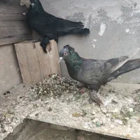 کبوتر|پرنده|تبریز, |دیوار