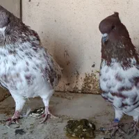 مایه کفتر کفتر شمرونی اخمو به شرط پرش