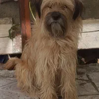 حیوانات خانگی|سگ|اسدآباد, |دیوار