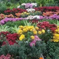 کار های خونه شمارو به من بسپارید