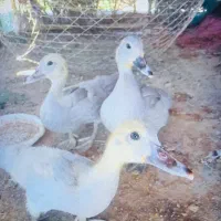 بشوش، اردک گنگ