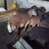 بره‌نر|حیوانات مزرعه|تایباد, |دیوار