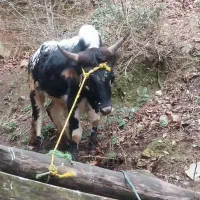 گوساله نر|حیوانات مزرعه|ماکلوان, |دیوار