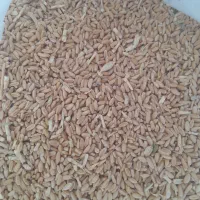 گندم‌بذری