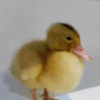 بچه اردک