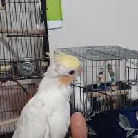 عروس هلندی نر|پرنده|نسیم‌شهر, |دیوار