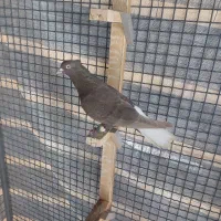 کبوتر دُم سفید طوقی و سینه