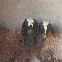 دوراس بره ماده قربانی و نگهداری|حیوانات مزرعه|دشتابی, |دیوار