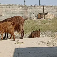 بز و بزغاله|حیوانات مزرعه|کرج, شاهینویلا|دیوار