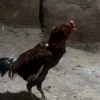 خروس لاری|حیوانات مزرعه|شاهین دژ, |دیوار