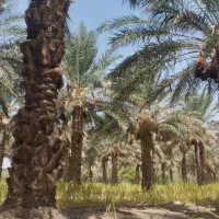 با عرض سلام قطع درخت نخل بصورت رایگان