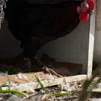 خروس مرندی|حیوانات مزرعه|سرپل ذهاب, |دیوار