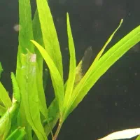 گیاه اکواریومی|ماهی|خوی, |دیوار