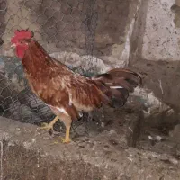 خروس محلی|حیوانات مزرعه|سردشت, |دیوار