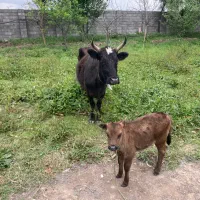 گاو و گوساله ماده