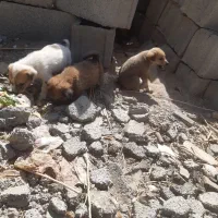 توله سگ پاکوتاه