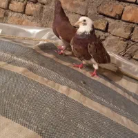 کبوتر رسمی هما