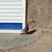 کبوتر نام|پرنده|دهگلان, |دیوار