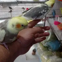 جوجه عروس هلندی رام|پرنده|تهران, سلسبیل جنوبی|دیوار