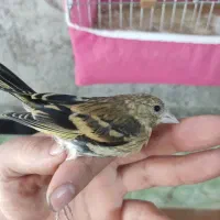 سهره قناری ماده