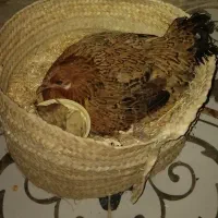 مرغ کرک با خروس