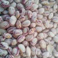 لوبیا چیتی کوشا