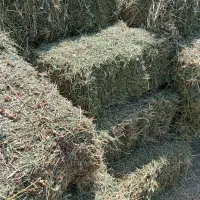 فروش یونجه