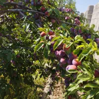 لواشک سنتی از میوه های ارکانیک وباکیفیت|خوردنی و آشامیدنی|تبریز, |دیوار