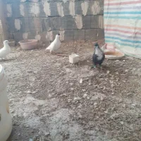 ماده کروباتی کاکلی