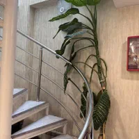 دیفن باخبا و زامفولیا|گل و گیاه طبیعی|مشهد, کوثر|دیوار
