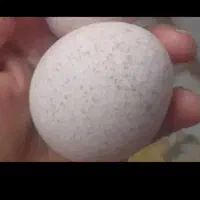 تخم بوغلمو